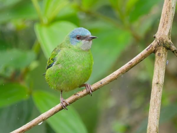 Blauwe pitpit (Dacnis cayana)